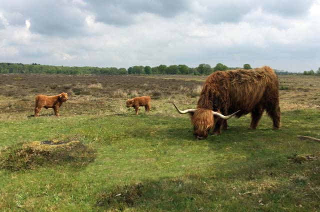 Tourist-Info-Het-Reestdal_CT_natuur-tuinen