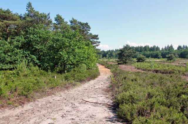 Tourist-Info-Het-Reestdal_natuur-tuinen_boswachterij-Staphorst-de-zwarte-dennen-heide