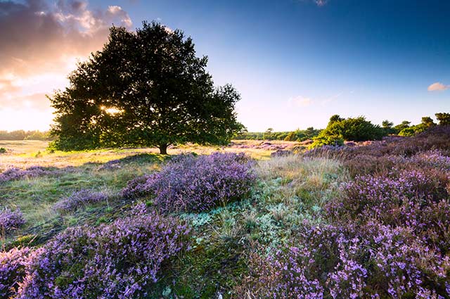 Tourist-Info-Punt-Het-Reestdal_CT_natuur-heideveld