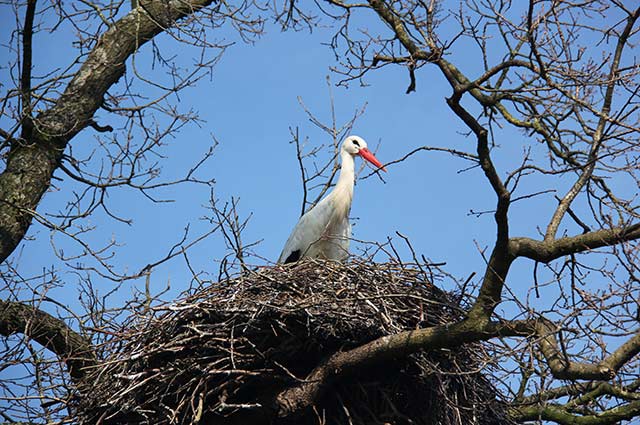 Tourist-Info-Punt-Het-Reestdal_CT_natuur-tuinen_Ooievaarsstation-De-Lokkerij