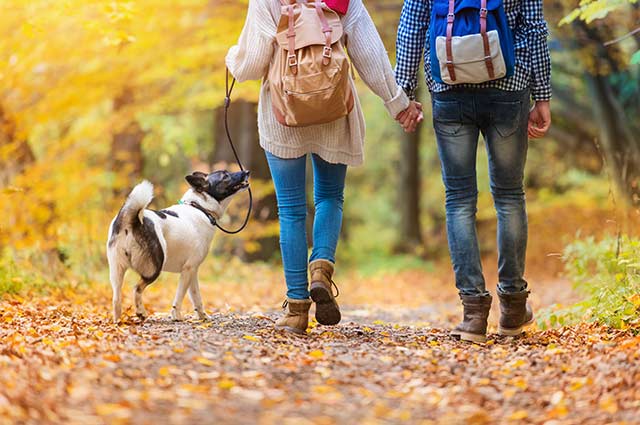 Tourist-Info-Punt-Het-Reestdal_CT_natuur-wandelen-hond