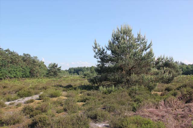 Tourist-Info-Het-Reestdal_CT_natuur-tuinen_Boswachterij-Staphorst_heide