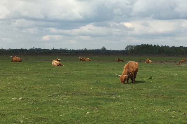 Tourist-Info-Het-Reestdal_CT_natuur-tuinen_Takkenhoogte_Schotse-Hooglanders