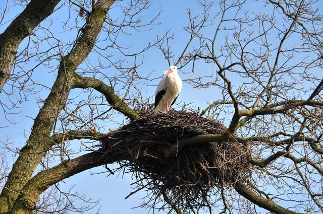 Tourist-Info-Het-Reestdal_CT_natuur-tuinen_ooievaarsstation-de-Lokkerij-ooievaarsnest-