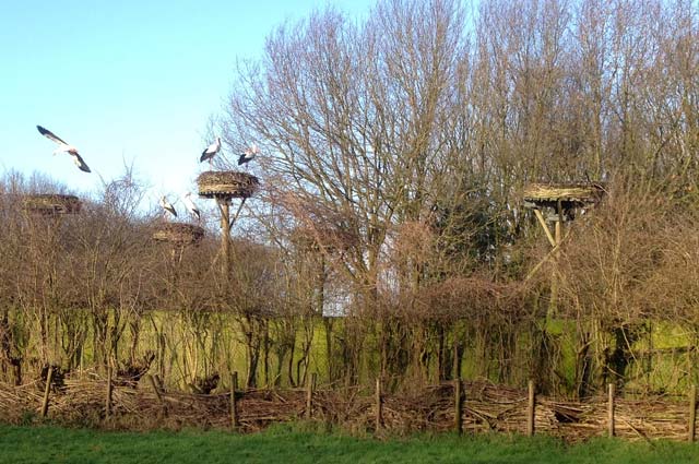 Tourist-Info-Het-Reestdal_CT_natuur-tuinen_ooievaarsstation-de-Lokkerij-ooievaarsnesten-