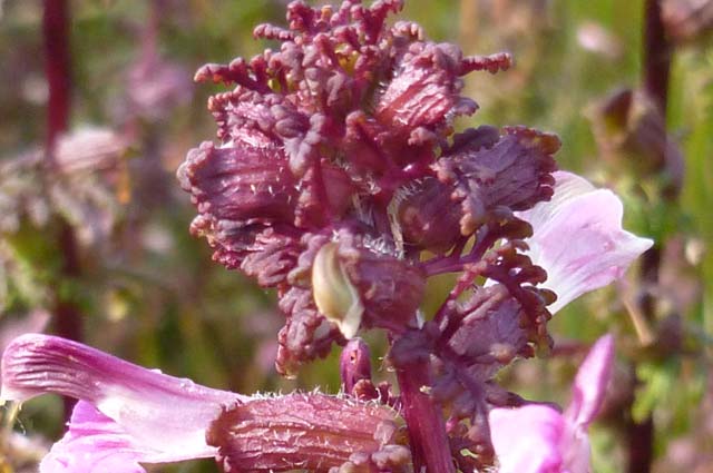 Tourist-Info-Punt-Het-Resstdal_CT_natuur-tuinen_moetraskartelblad-Dickninge