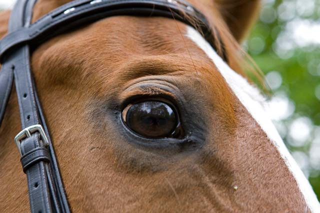 Tourist-Info-Het-Reestdal_CT_bekijkendoen_recreatie-vrije-tijd_paardensport_hippisch-paarden-evenement-outdoor-Zuidwolde (2)