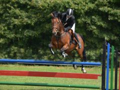 concours-hippique-paarden