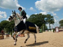 concours hippique paarden