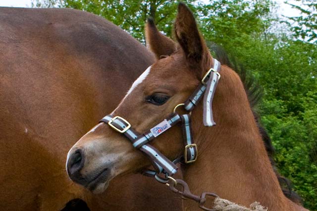 Tourist-Info-Het-Reestdal_CT_bekijkendoen_recreatie-vrije-tijd_paardensport_hippisch-paarden-evenementen-overzicht