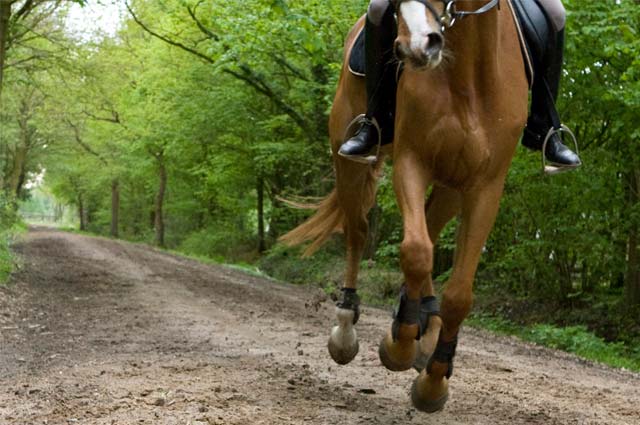 Tourist-Info-Het-Reestdal_CT_bekijkendoen_recreatie-vrije-tijd_paardensport_paardenroute-in-draf-door-het-Reestdal