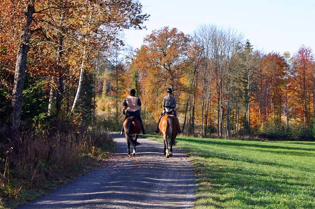 Tourist-Info-Het-Reestdal_CT_bekijken-doen_recreatie-vrije-tijd_Paardensport_Reestdal-route-de-Wijk