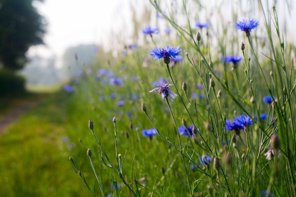 korenbloemen Reestdalpad