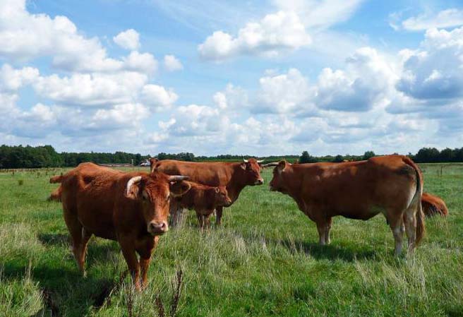 Tourist-Info-Het-Reestdal_CT_bekijken-doen_met-kinderen_leuke-activiteiten_kinderroutes_wat-weet-jij-van-boerderijen