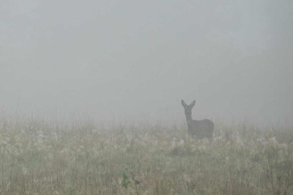 Mist-in-het-Reestdal-03-nov.-2021-MS