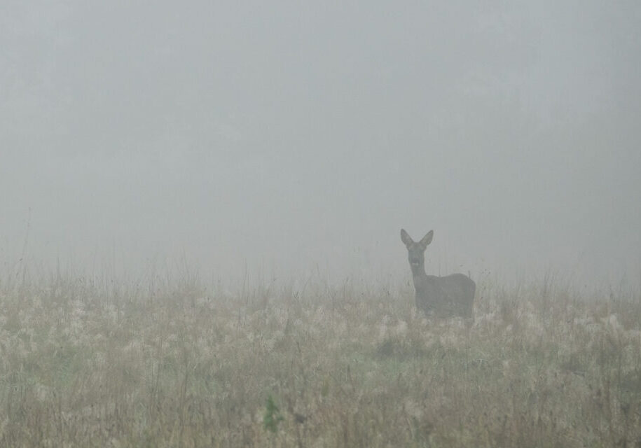 Mist-in-het-Reestdal-03-nov.-2021-MS