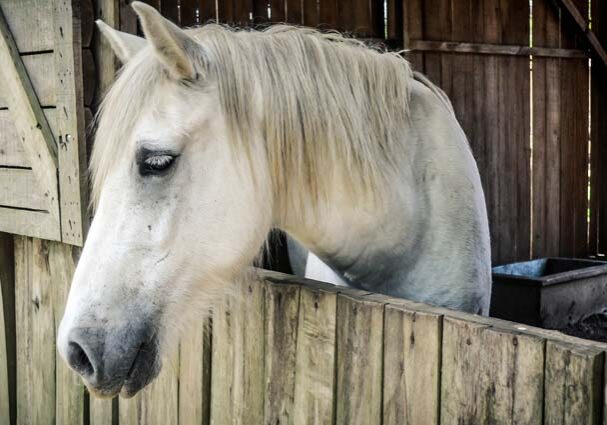 Tourist-Info-Het-Reestdal_CT_bekijkendoen_recreatie-vrije-tijd_paardensport_overnachten-met-paardenl