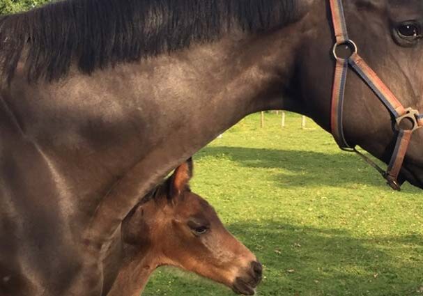 Tourist-Info-Het-Reestdal_CT_bekijkendoen_recreatie-vrije-tijd_paardensport_overnachten_bedstayble