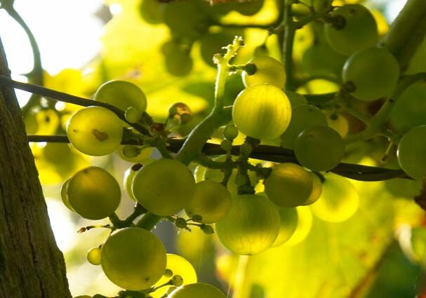 Tourist-Info-Het-Reestdal_CT_eten-drinken_streekproducten_wijngoed-Reestlandhoeve-Balkbrug-druiven